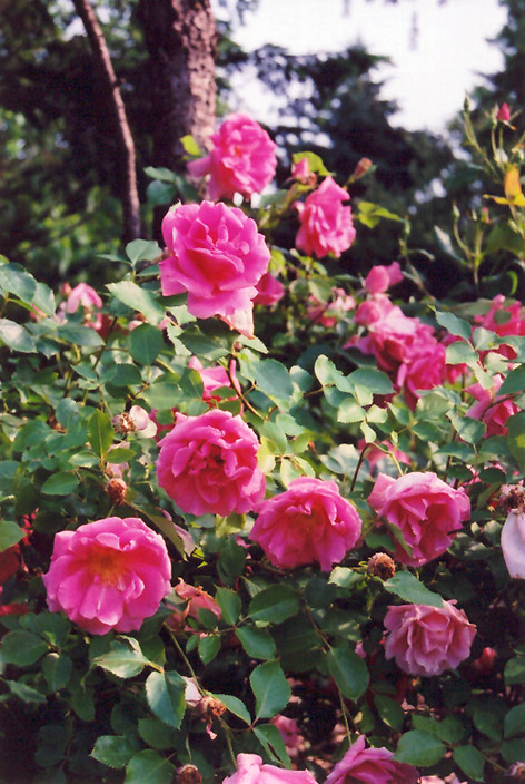 Carefree Beauty Rose (Rosa 'Carefree Beauty') at Town And Country Gardens