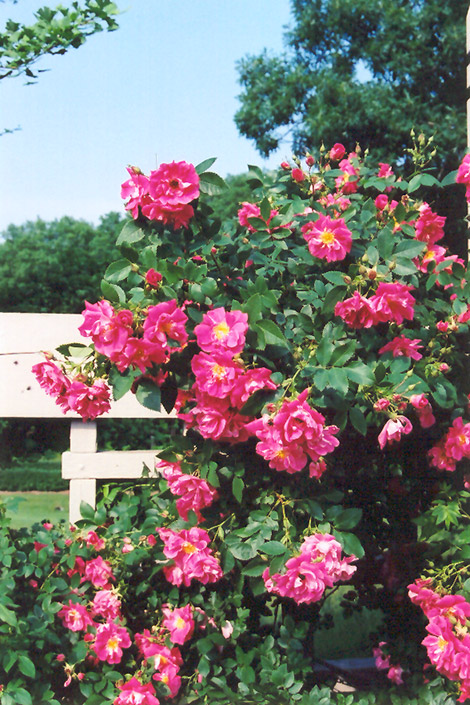 William Baffin Rose (Rosa 'William Baffin') at Town And Country Gardens