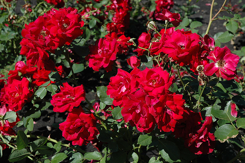 Champlain Rose (Rosa 'Champlain') at Town And Country Gardens