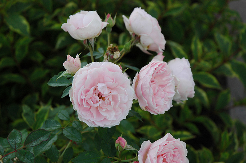 Morden Blush Rose (Rosa 'Morden Blush') at Town And Country Gardens