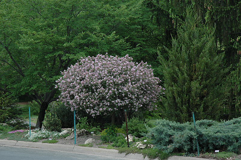 Dwarf Korean Lilac (tree form) (Syringa meyeri 'Palibin (tree form)') at Town And Country Gardens