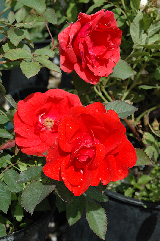 Morden Fireglow Rose (Rosa 'Morden Fireglow') at Town And Country Gardens
