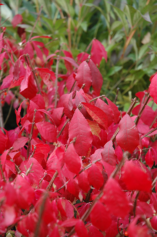 Burning Bush (tree form) (Euonymus alatus '(tree form)') at Town And Country Gardens