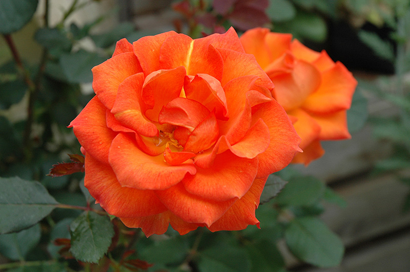 Gingersnap Rose (Rosa 'Gingersnap') at Town And Country Gardens