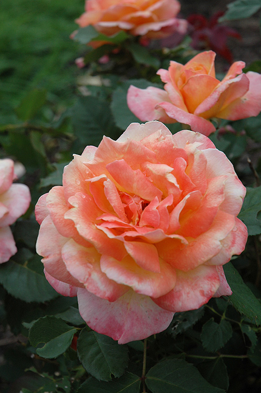 Tahitian Sunset Rose (Rosa 'Tahitian Sunset') at Town And Country Gardens