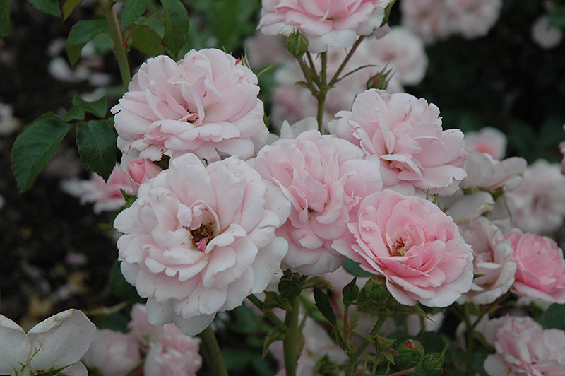 Bonica Rose (Rosa 'Meidomonac') at Town And Country Gardens