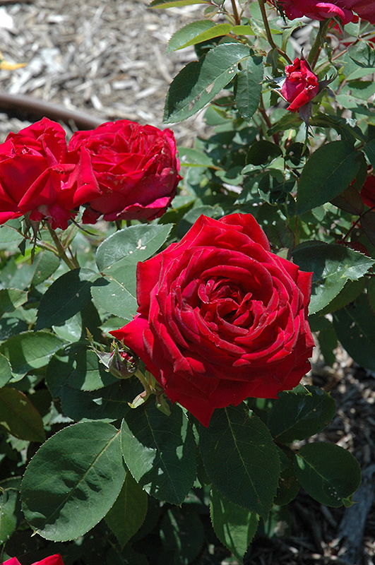 Kashmir Rose (Rosa 'Kashmir') at Town And Country Gardens