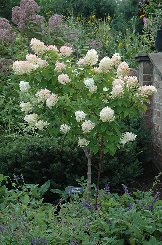 Limelight Hydrangea (tree form) (Hydrangea paniculata 'Limelight (tree form)') at Town And Country Gardens