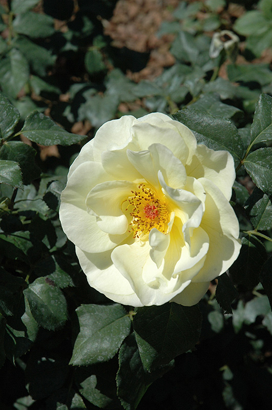 High Voltage Rose (Rosa 'BAIage') at Town And Country Gardens