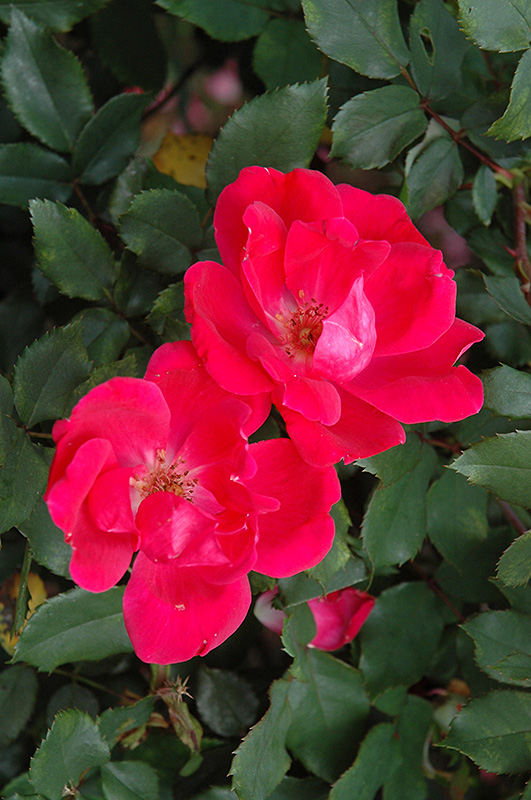 Red Knock Out Rose (Rosa 'Red Knock Out') at Town And Country Gardens