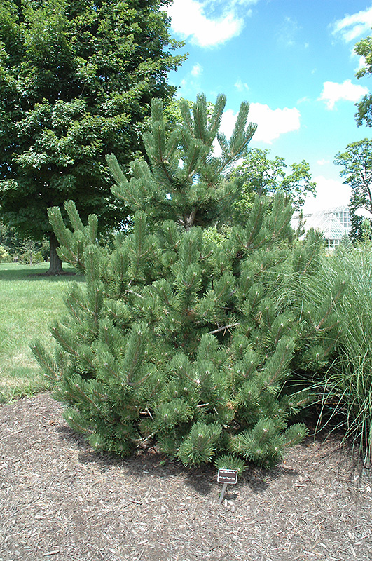 Oregon Green Austrian Pine (Pinus nigra 'Oregon Green') at Town And Country Gardens