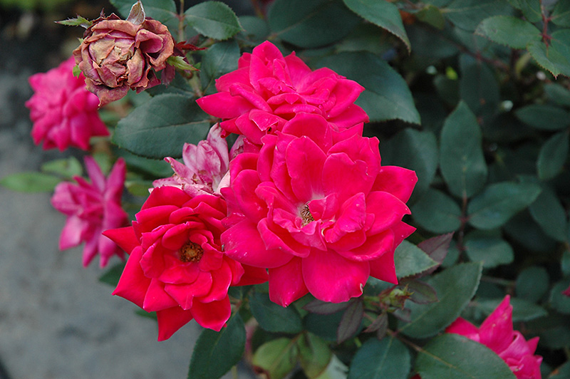 Knock Out Double Red Rose (Rosa 'Radtko') at Town And Country Gardens
