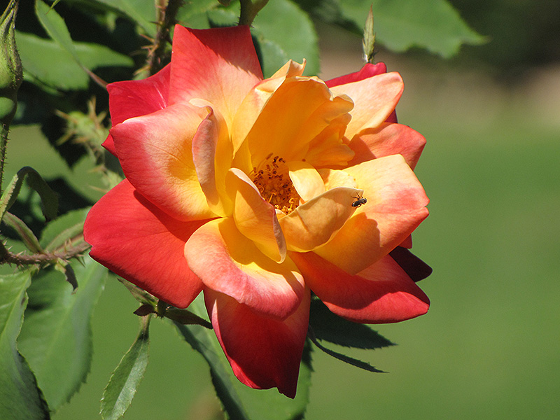 Joseph's Coat Rose (Rosa 'Joseph's Coat') at Town And Country Gardens