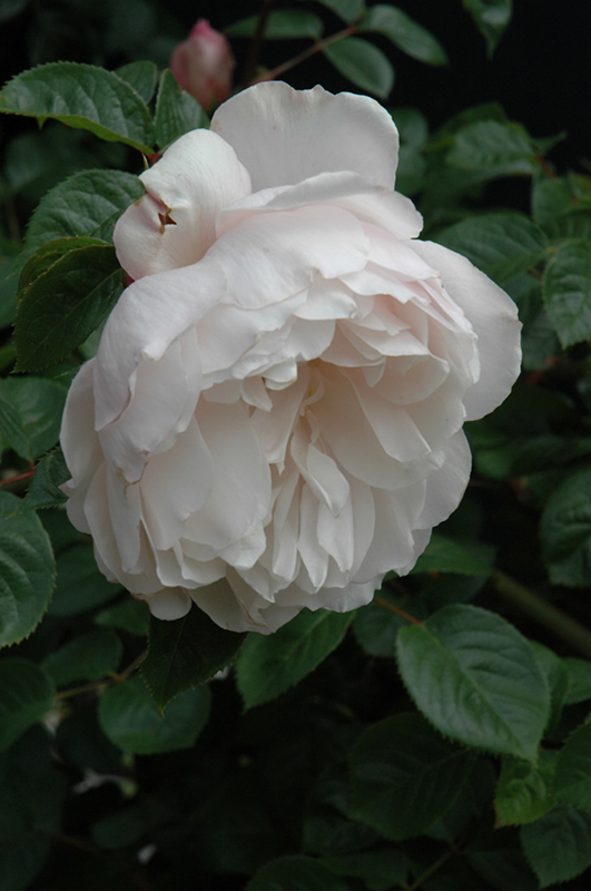 The Generous Gardener Rose (Rosa 'Ausdrawn') at Town And Country Gardens