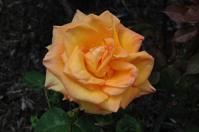 Chris Evert Rose (Rosa 'WEKjuvoo') at Town And Country Gardens