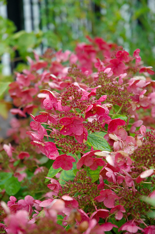 Little Quick Fire Hydrangea (tree form) (Hydrangea paniculata 'SMHPLQF') at Town And Country Gardens