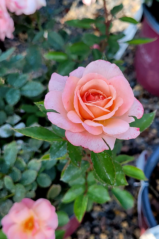 Calypso Rose (Rosa 'BAIypso') at Town And Country Gardens