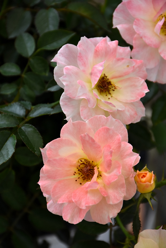 Oso Easy Italian Ice Rose (Rosa 'Chewnicebell') at Town And Country Gardens