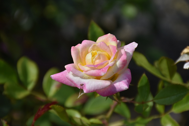 Music Box Rose (Rosa 'BAIbox') at Town And Country Gardens