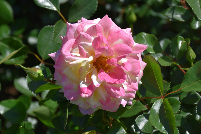 Music Box Rose (Rosa 'BAIbox') at Town And Country Gardens