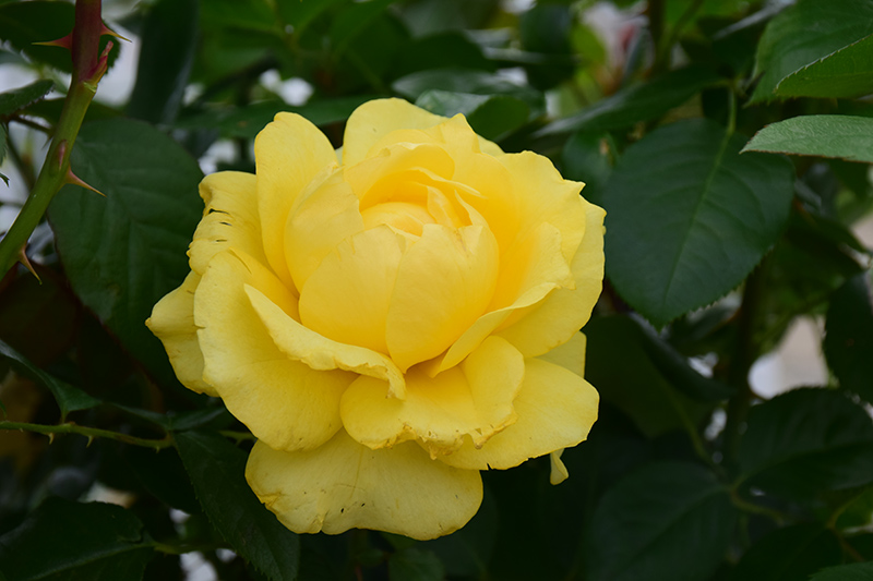 Doris Day Rose (Rosa 'WEKmajuchi') at Town And Country Gardens