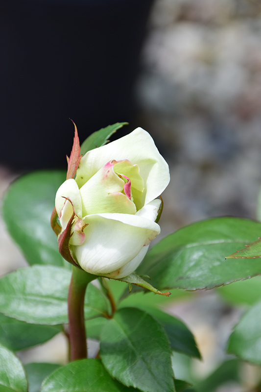 Sugar Moon Rose (Rosa 'WEKmemolo') at Town And Country Gardens