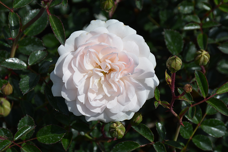 Sea Foam Rose (Rosa 'Sea Foam') at Town And Country Gardens