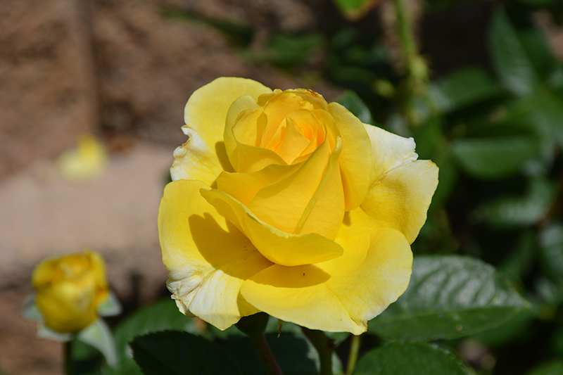 Doris Day Rose (Rosa 'WEKmajuchi') at Town And Country Gardens