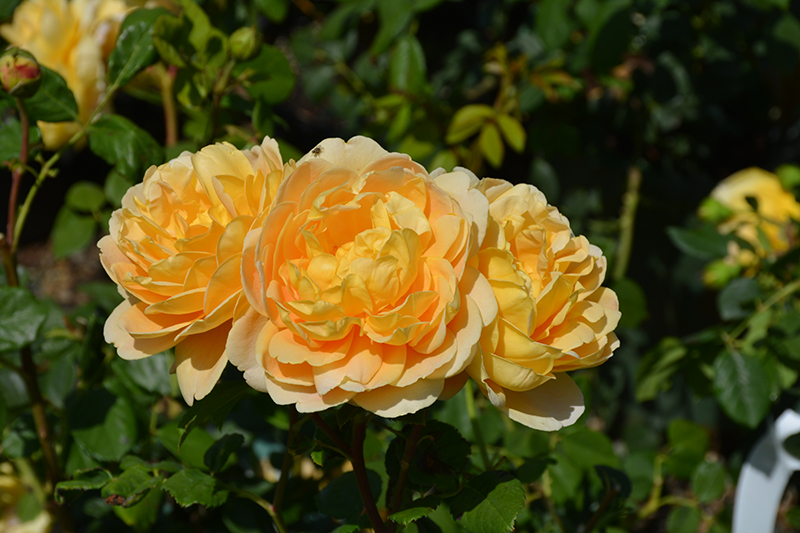 Golden Celebration Rose (Rosa 'Golden Celebration') at Town And Country Gardens