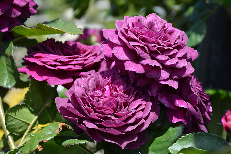 Ebb Tide Rose (Rosa 'Ebb Tide') at Town And Country Gardens