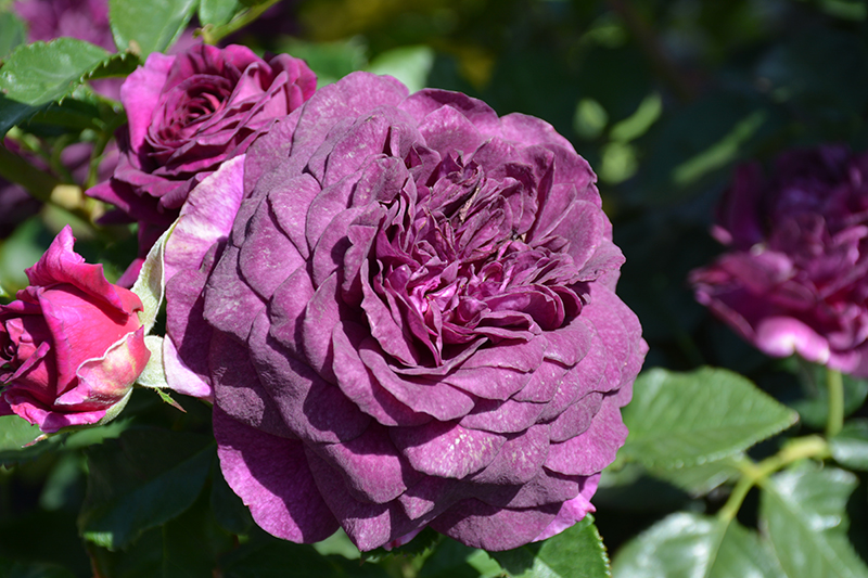 Ebb Tide Rose (Rosa 'Ebb Tide') at Town And Country Gardens