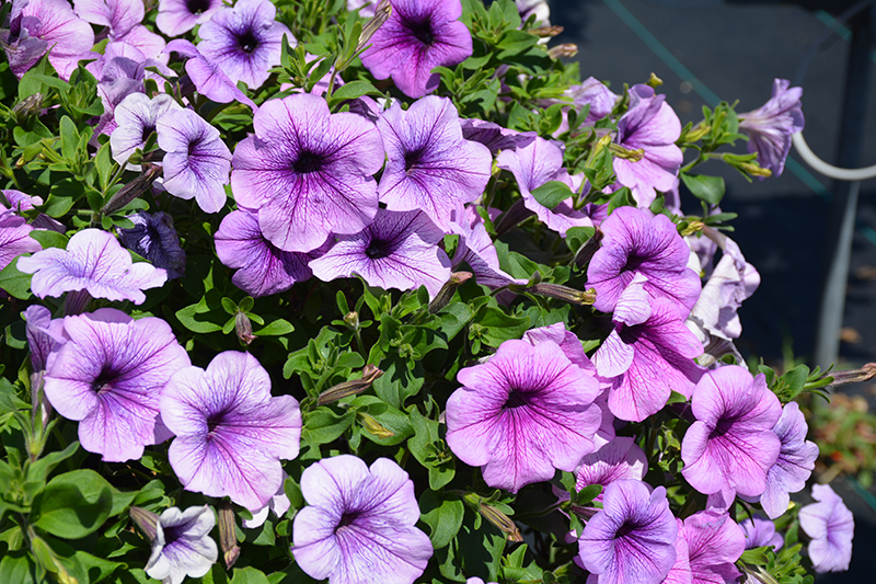 Easy Wave Plum Vein Petunia (Petunia 'Easy Wave Plum Vein') at Town And Country Gardens