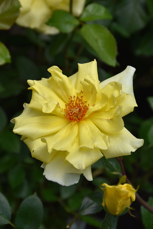 Golden Showers Rose (Rosa 'Golden Showers') at Town And Country Gardens