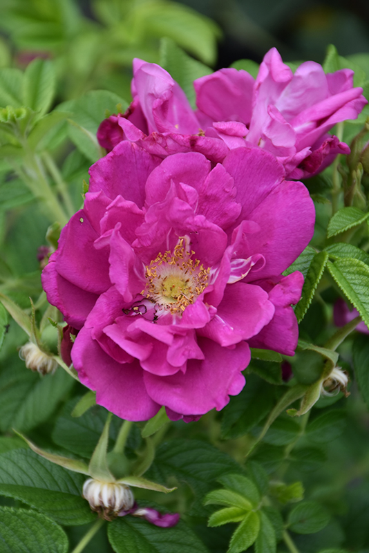 Purple Pavement Rose (Rosa 'Purple Pavement') at Town And Country Gardens
