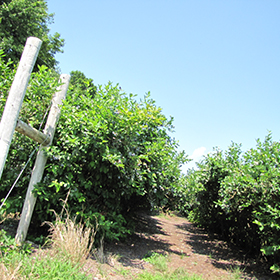 Chandler Blueberry Plant