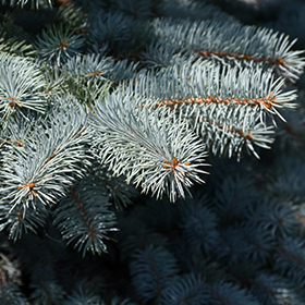 Baby Blue Spruce – van der Meer Garden Centre